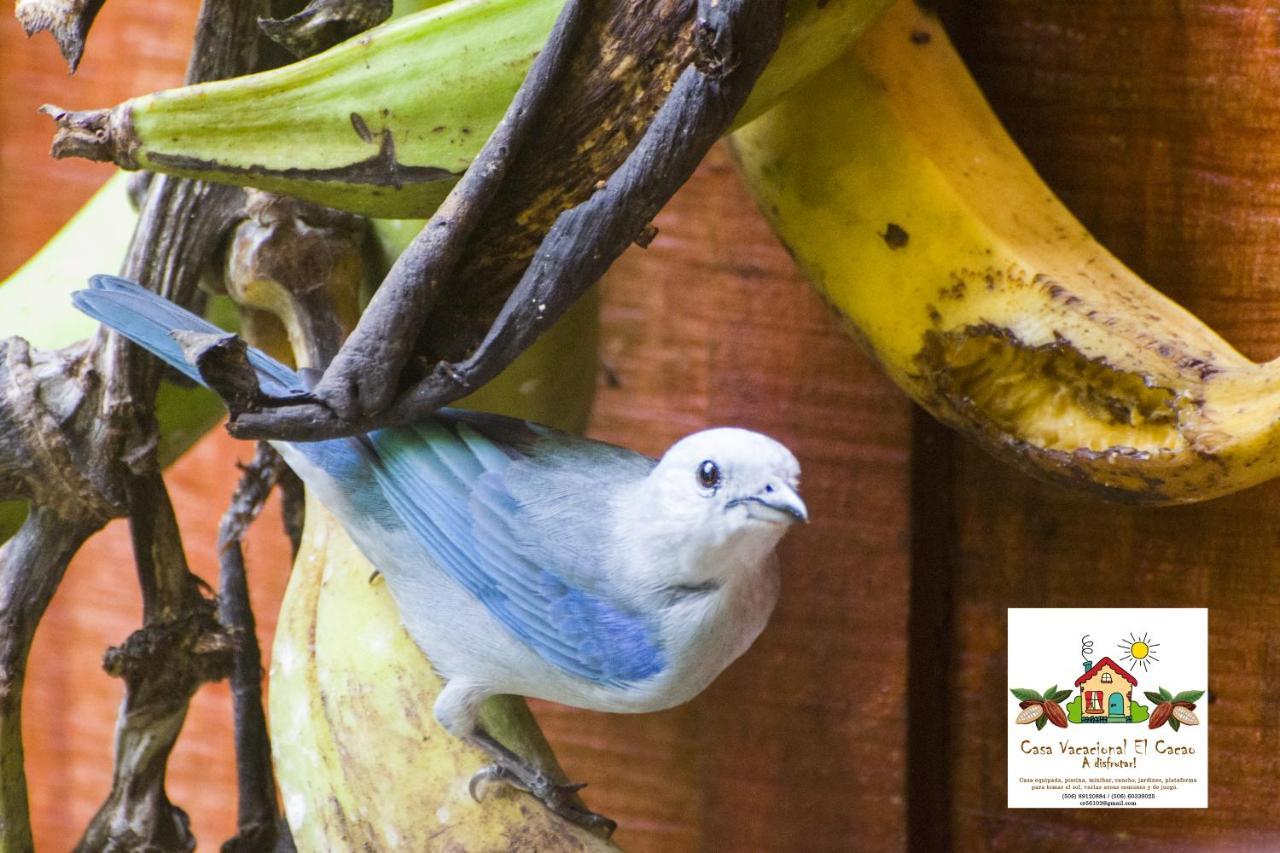 Cacao Lodge And Tours La Fortuna Buitenkant foto